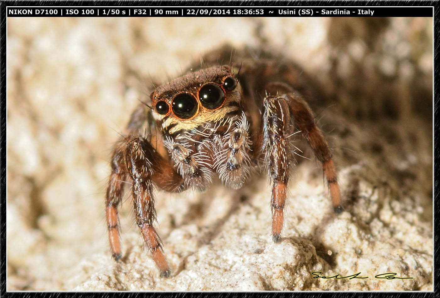 Evarcha sp. - Usini (SS)